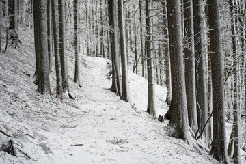 Path in the frozen forest