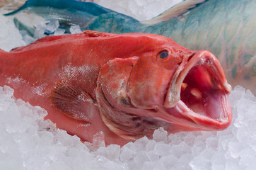 Red snapper Roter Schnapper Lutjanus purpureus Exoten