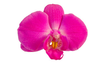 Orchidee isoliert auf weiß