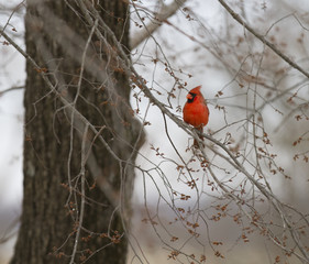 Red cardinal in a tree
