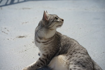 まったりするエジプシャンマウ