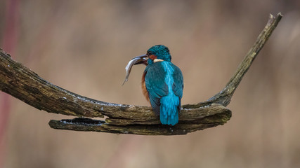 Kingfisher bird