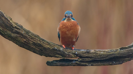 Kingfisher bird