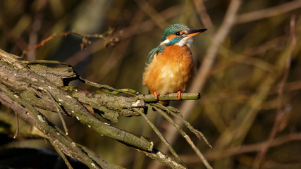 Kingfisher bird