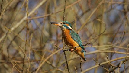 Kingfisher bird
