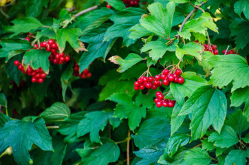 berries of viburnum