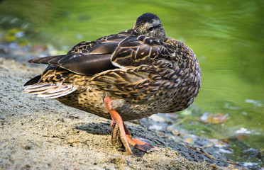 Wild ducks swimming in pond. Selective focus.