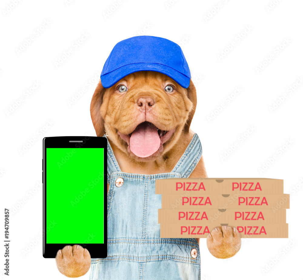 Poster funny pizza delivery dog with pizza boxes and smartphone. isolated on white background