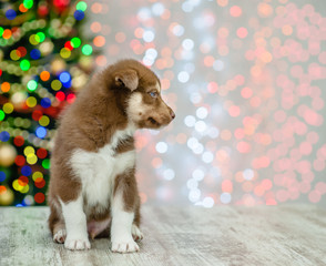 Red husky puppy sitting on a background of the Christmas tree and looking away. Space for text