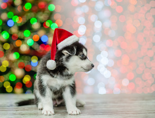 Husky puppy in red sata hat sitting on a background of the Christmas tree and looking away