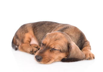 Sleeping dachshund puppy.  isolated on white background