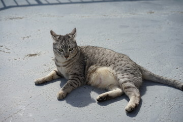 まったりするエジプシャンマウ