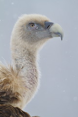 Griffon vulture (Gyps fulvus) portrait.