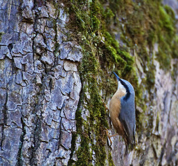 Cute wood nuthatch small passerine songbird bird of Europe, with a characteristic black eye-stripe, blue head and orange underparts. it lives in woodland in old trees.