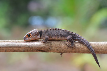 Tribolonotus gracilis