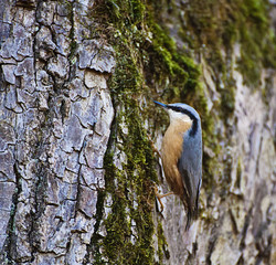 Cute wood nuthatch small passerine songbird bird of Europe, with a characteristic black eye-stripe, blue head and orange underparts. it lives in woodland in old trees.