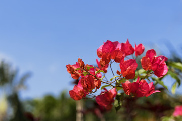由布島の水牛車