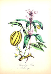 Illustration of flower