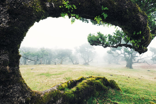 Krummer, gebogener Baum umrahmt Aussicht auf nebliges Feld mit B&auml;umen
