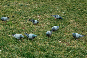 Fototapeta premium Pigeons walk on green grass. Blue rock pigeon Azerbaijan in spring nature . Rock dove or rock pigeon, walking on grass field try to find Food on the floor .