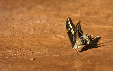 Water Butterfly