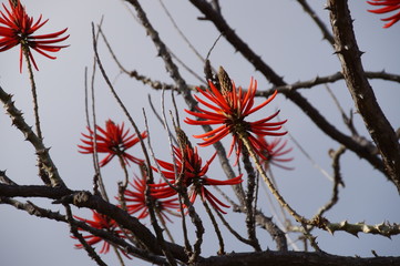 Madeira Flora 3