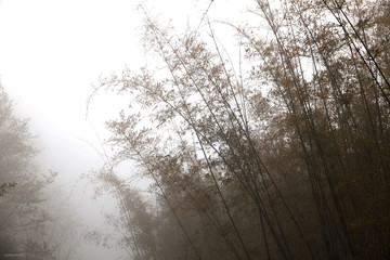 Bamboo mist