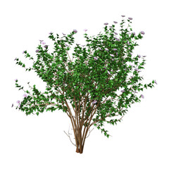 Obraz premium 3D Rendering Hibiscus Bush with Flowers on White