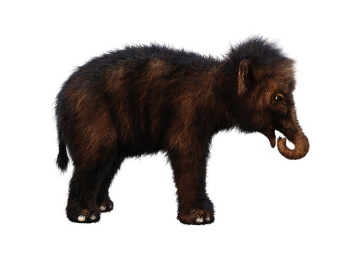 3D Rendering Baby Woolly Mammoth on White