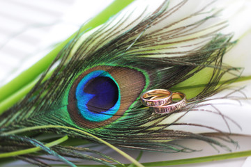 Wedding rings on a background of peacock feather