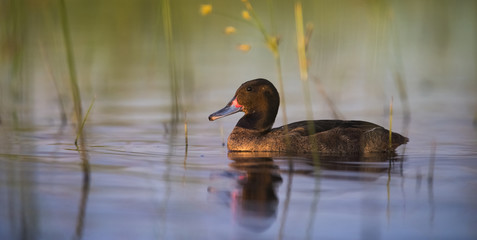 Black headed Duck, Patagonia, Argentina