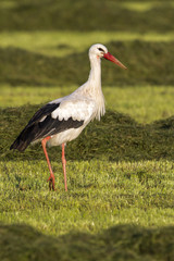 White stork in the meadows between the newly mown grass in the Netherlands