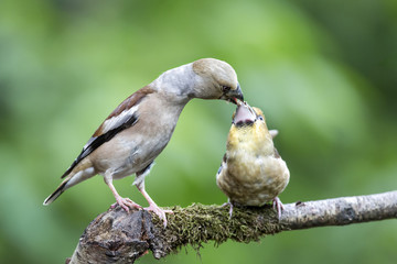 Hawfinch mother feeding a chick in the forest in the Netherlands