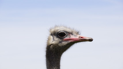 Vogel Strauss