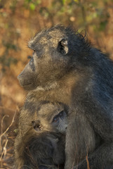 Baboon , Africa