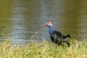 Grey-headed swamphen at Chorakhe Mak Reservoir (No Hunting Area ) , Buriram Province , Thailand