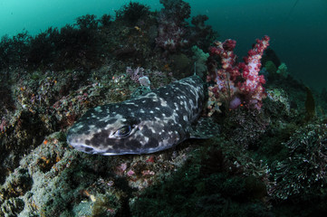 Shark in Green Waters of Japan
