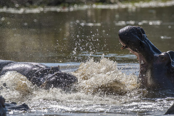Naklejka premium Hippopotamus, Kruger National Park