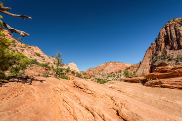 Fototapeta na wymiar Landscape in Zion National Park