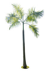 Isolated palm tree on white background