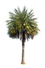 Isolated palm tree on white background