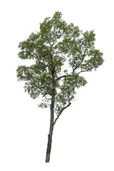 Obraz premium Isolated big tree on white background