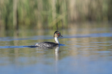 Silvery Grebe, Patagonia, Argentina