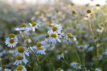 Photo sur Plexiglas Marguerites A large field with daisies at sunset
