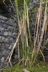 Madeira Flora 15