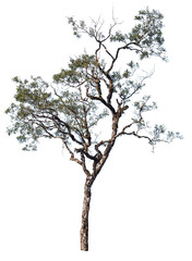 Fototapeta na wymiar Isolated big tree on white background