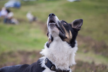 Scotish Border Collie