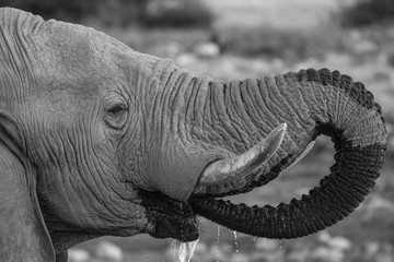 Elephants at a waterhole in Etosha National Park, Namibia