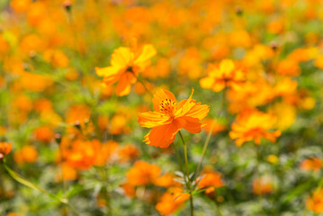 Marigold flowers in sunlight
