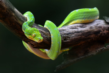 Green Snake 